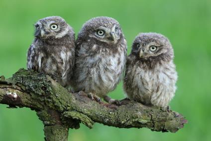 Der Steinkauz (Athene noctua) (Bild von Winfried Rusch) (Golf-Club Main-Taunus)