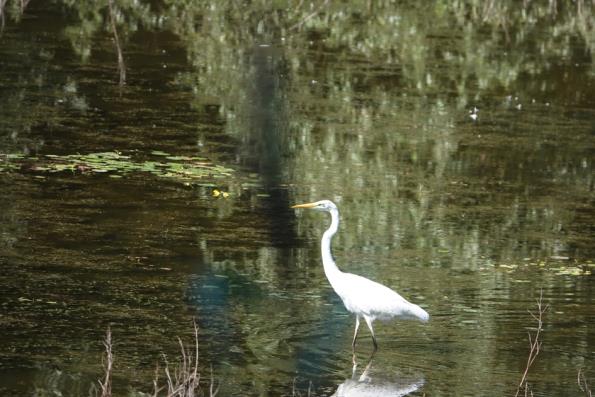 Silberreiher (Ardea alba), Syn.: (Casmerodius (Golf-Club Main-Taunus)