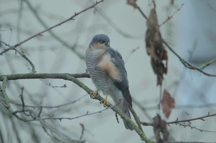 Der Sperber (Accipiter nisus) (Golf-Club Main-Taunus)