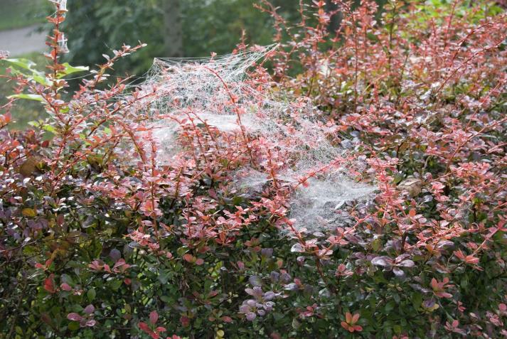 Die Baldachinspinne (Linyphia triangularis) (Golf-Club Main-Taunus)