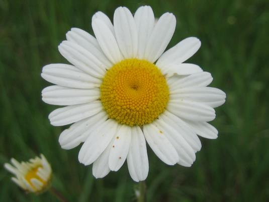 Blumenwiese – Teil 1 (Golf-Club Main-Taunus)