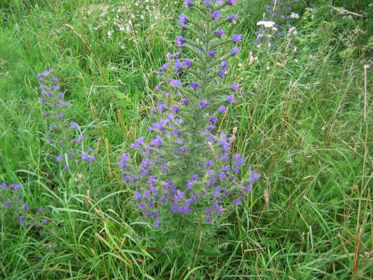 Blumenwiese – Teil 2 (Golf-Club Main-Taunus)