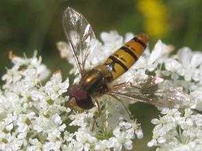 Schwebfliegen (Syrphidae) (Golf-Club Main-Taunus)
