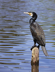 Kormoran vs. Fisch (Golf-Club Main-Taunus)