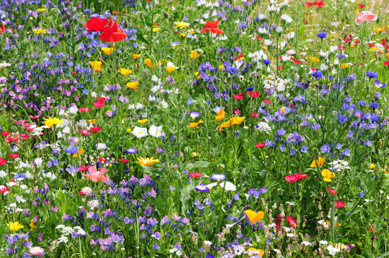Wildblumenwiese am Abschlag 13 (Golf-Club Main-Taunus)